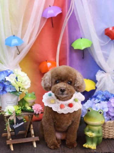 20230601フーちゃん